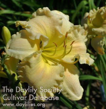 Daylily Truth of Touch